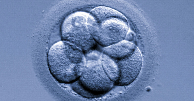 incubation_my_dream_baby